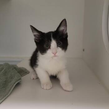 Forest Black -  Domestic Short Hair Cat for Adoption in Phoenix, Arizona - Forest Black | PetCurious