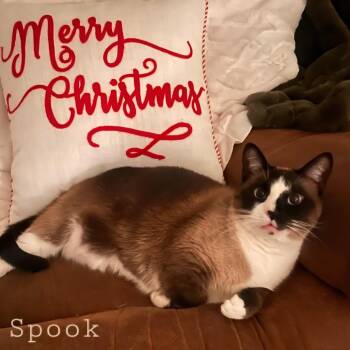Spook -  Domestic Short Hair and Snowshoe Cat for Adoption in Layton, Utah - Spook | PetCurious