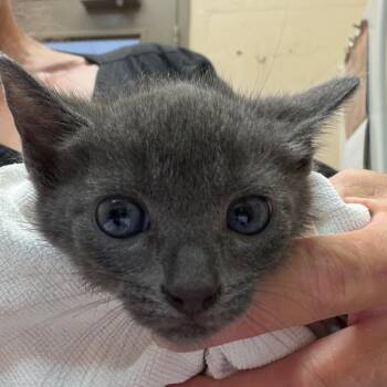 Cinza -  Domestic Short Hair Cat for Adoption in Birmingham, Alabama - Cinza | PetCurious