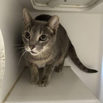 Rescue Domestic Short Hair Cats for Adoption in La Grange Park, Illinois - Stellie | PetCurious