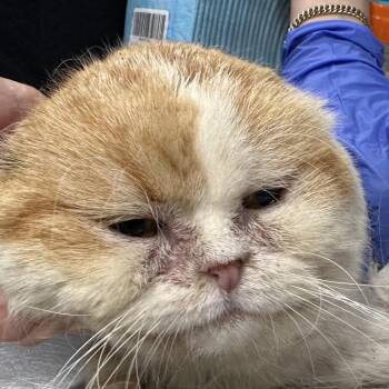 Sam -  Scottish Fold Cat for Adoption in Oyster Bay, New York - Sam | PetCurious