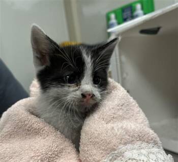 KEN - NEEDS A FOSTER -  Domestic Short Hair Cat for Adoption in Ontario, California - KEN - NEEDS A FOSTER | PetCurious