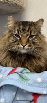 Mowgli -  Maine Coon Cat for Adoption in Brookings, Oregon - Mowgli | PetCurious