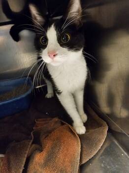 Domestic Short Hair Cats Available for Adoption in Burlington, Iowa - Iris | PetCurious