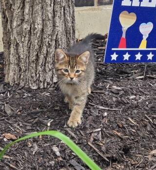 Squirrel -  Domestic Short Hair Cat for Adoption in Barrington, Illinois - Squirrel | PetCurious