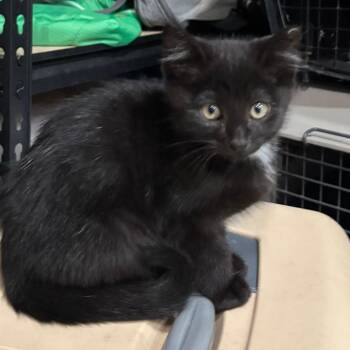 Angus -  Domestic Short Hair Cat for Adoption in Shelbyville, Indiana - Angus | PetCurious