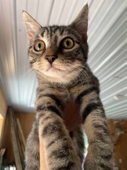 Rescue Domestic Short Hair Cats for Adoption in Littlestown, Pennsylvania - Richie (foster Kitten) | PetCurious