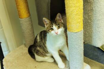 Rome -  Domestic Short Hair Cat for Adoption in Urbana, Ohio - Rome | PetCurious