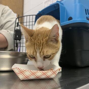 Moxie -  Domestic Short Hair Cat for Adoption in West Palm Beach, Florida - Moxie | PetCurious