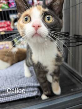 Calico -  Domestic Short Hair Cat for Adoption in St. Catharines, Ontario - Calico | PetCurious
