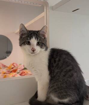 Rescue Domestic Short Hair Cats for Adoption in Gorham, Maine - Noah Dedham | PetCurious