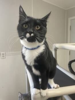 Rescue Domestic Short Hair Cats for Adoption in Bloomsburg, Pennsylvania - Dozey | PetCurious