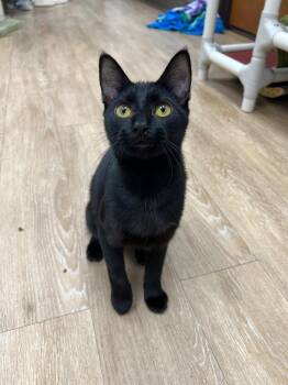 Lydia -  Domestic Short Hair Cat for Adoption in Corpus Christi, Texas - Lydia | PetCurious