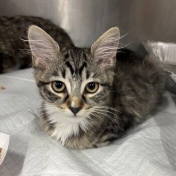 Angela -  Domestic Medium Hair Cat for Adoption in Salt Lake City, Utah - Angela | PetCurious