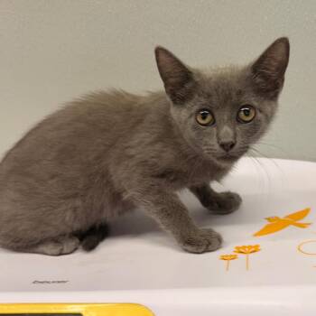 Ivory -  Domestic Short Hair Cat for Adoption in Clearwater, Florida - Ivory | PetCurious