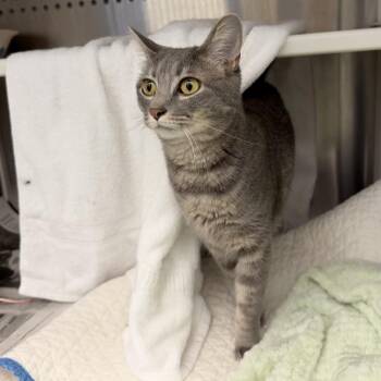 Penny -  Domestic Short Hair Cat for Adoption in Pittsburgh, Pennsylvania - Penny | PetCurious