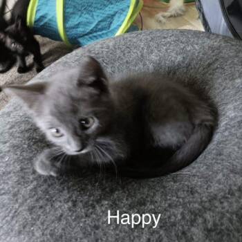 Happy -  Domestic Short Hair Cat for Adoption in Seven Valleys, Pennsylvania - Happy | PetCurious