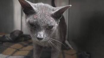 Heather -  Domestic Short Hair Cat for Adoption in Clinton, Missouri - Heather | PetCurious