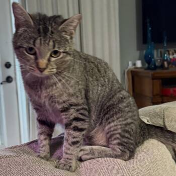 Domestic Short Hair Cats Available for Adoption - Tinkerbell | PetCurious