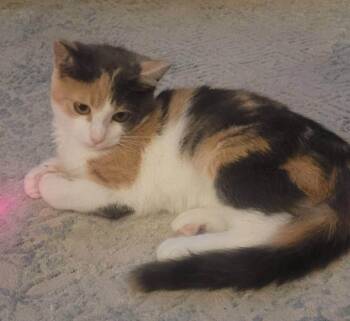 Sunshine -  Domestic Short Hair Cat for Adoption in Warren, Ohio - Sunshine | PetCurious