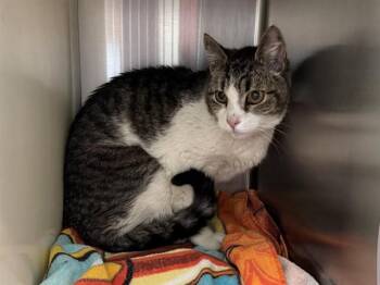 NOAH -  Domestic Short Hair Cat for Adoption in Colorado Springs, Colorado - NOAH | PetCurious