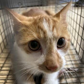 Stray - Clay Thomas Rd 3 -  Domestic Short Hair Cat for Adoption in Roxboro, North Carolina - Stray - Clay Thomas Rd 3 | PetCurious