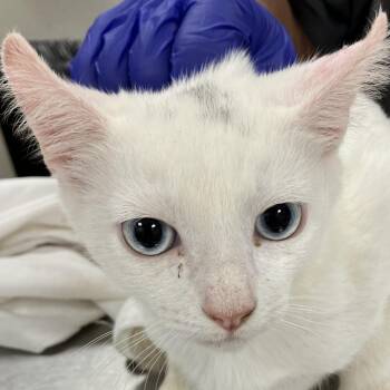 111455 -  Domestic Short Hair Cat for Adoption in Las Cruces, New Mexico - 111455 | PetCurious