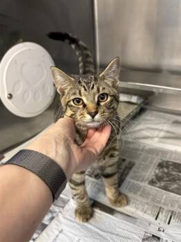Rescue Domestic Short Hair Cats for Adoption in Aurora, Illinois - ORKNEY | PetCurious