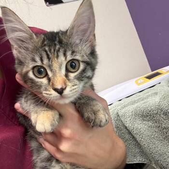 maggy -  Domestic Long Hair Cat for Adoption in Englewood, Florida - Maggy | PetCurious