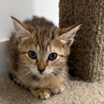 26-237 Amy -  Domestic Short Hair Cat for Adoption in North Branford, Connecticut - 26-237 Amy | PetCurious