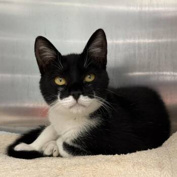 Dolly -  Domestic Short Hair Cat for Adoption in Oakland, California - Dolly | PetCurious