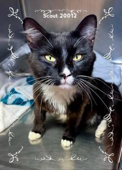 SCOUT -  Domestic Short Hair Cat for Adoption in Marietta, Georgia - SCOUT | PetCurious