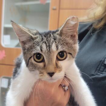 Rescue Domestic Short Hair Cats for Adoption in Troy, Illinois - Winter | PetCurious