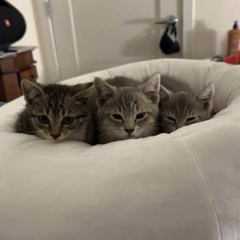 Aragorn and Frodo -  Domestic Short Hair Cat for Adoption in Weehawken Township, New Jersey - Aragorn And Frodo | PetCurious