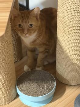Relic -  Domestic Short Hair Cat for Adoption - Relic | PetCurious