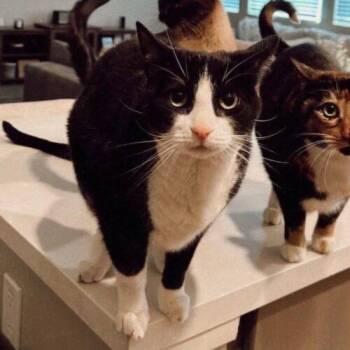 WILLOW* -  Domestic Short Hair and Tuxedo Cat for Adoption in San Juan Capistrano, California - WILLOW* | PetCurious