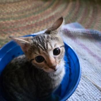 Rescue Domestic Short Hair Cats for Adoption in La Grange, Kentucky - Nutmeg | PetCurious