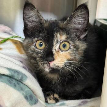 Domestic Short Hair Cats Available for Adoption - Sweet | PetCurious