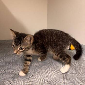 Samson -  Domestic Short Hair Cat for Adoption in Tempe, Arizona - Samson | PetCurious