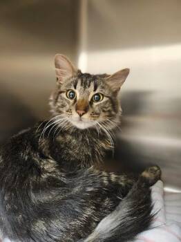 Domestic Medium Hair Cats Available for Adoption in Disputanta, Virginia - Bailey | PetCurious
