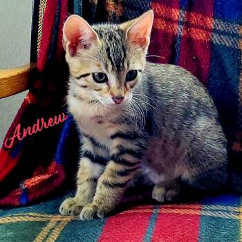 Tabby and Domestic Short Hair Cats Available for Adoption in Houston, Texas - Andrew #winsome-fivesome | PetCurious