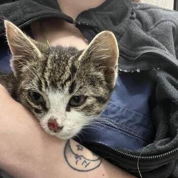 Medianne -  Domestic Short Hair Cat for Adoption in Abbotsford, British Columbia - Medianne | PetCurious