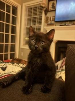 Pip red - ADOPTED -  Domestic Short Hair Cat for Adoption in Chamblee, Georgia - Pip Red - ADOPTED | PetCurious