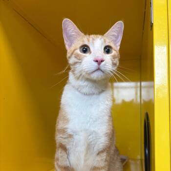 Jingles -  Domestic Short Hair Cat for Adoption in Abilene, Texas - Jingles | PetCurious