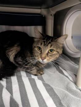 Micha -  Domestic Short Hair Cat for Adoption in Montreal, Quebec - Micha | PetCurious
