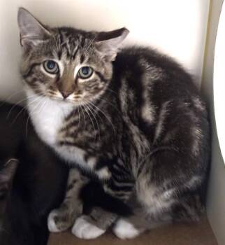 SMORES -  Domestic Short Hair Cat for Adoption in Dedham, Massachusetts - SMORES | PetCurious