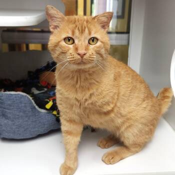 Kickstand -  Tabby Cat for Adoption in Marshfield, Wisconsin - Kickstand | PetCurious