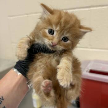 Domestic Medium Hair Cats Available for Adoption in Reno, Nevada - Puma | PetCurious