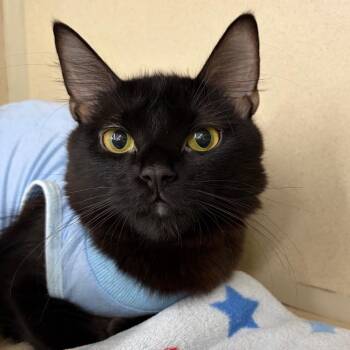 Pricilla -  Domestic Short Hair Cat for Adoption in Buffalo, New York - Pricilla | PetCurious