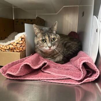Lynxie -  Domestic Short Hair Cat for Adoption in Goleta, California - Lynxie | PetCurious